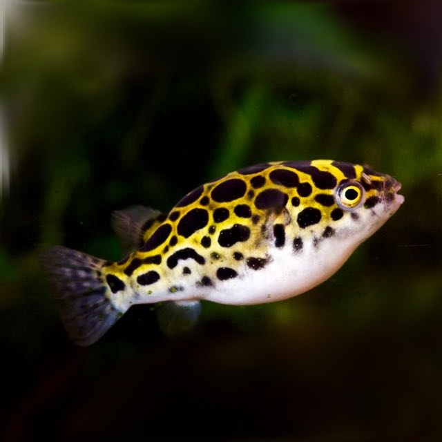 Tetraodon nigroviridis   Kogelvis L